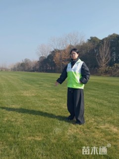 草块状四季青草坪