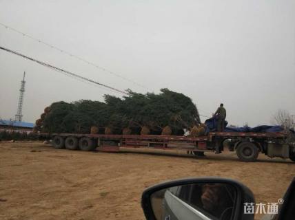 高度400厘米白皮松