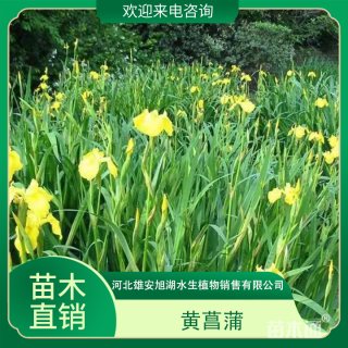 地栽苗黄菖蒲