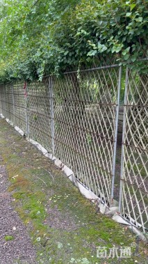 30公分紫薇花瓶