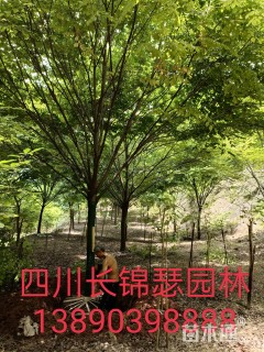 12公分榉树