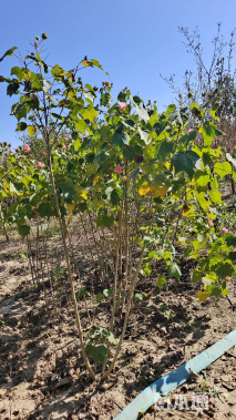 高度170厘米木芙蓉