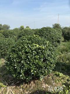 冠幅80厘米无刺枸骨球