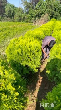 高度80厘米洒金柏