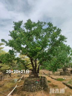 20公分乌桕