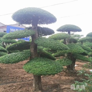 22公分造型刺冬青