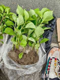 高度25厘米八仙花