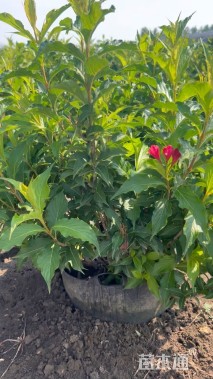 高度50厘米锦带