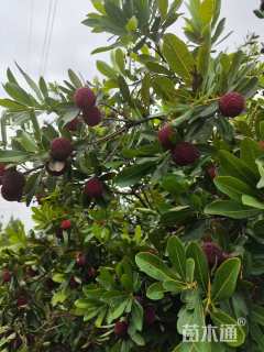 12公分杨梅