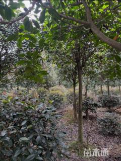 8公分高杆红叶石楠