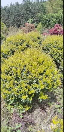 冠幅90厘米金森女贞球