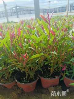 高度10厘米千鸟花