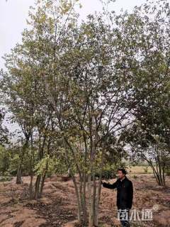 40公分丛生朴树