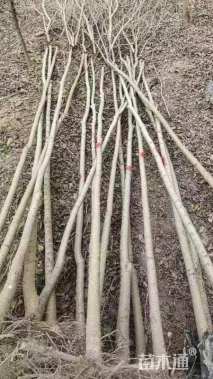 高度400厘米榆树小苗