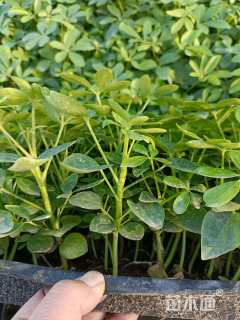 高度15厘米鸭脚木