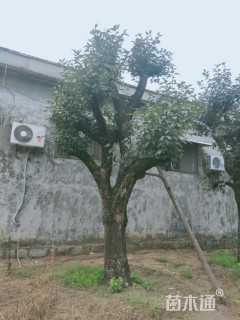 30公分柿树