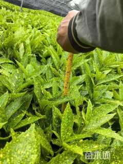 高度50厘米花叶珊瑚