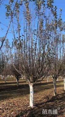 10公分北美海棠