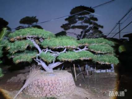 30公分造型黑松