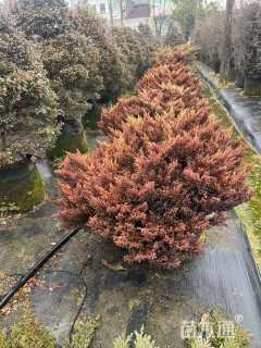 高度30厘米刺柏