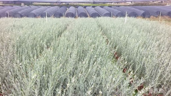 高度60厘米柳叶星河