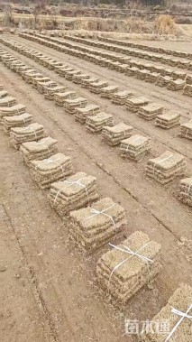 草卷状马尼拉草