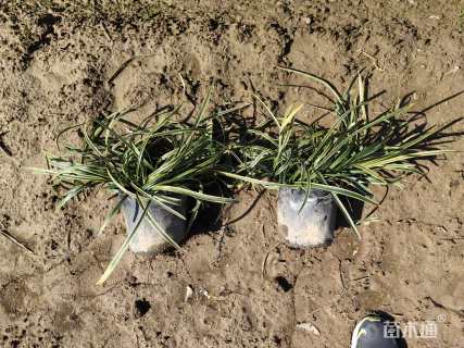 高度20厘米金边麦冬