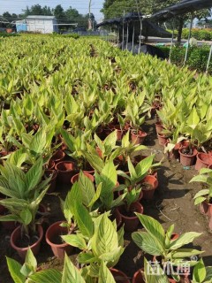 高度25厘米花叶美人蕉