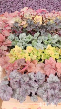 高度15厘米矾根