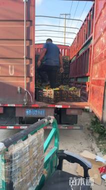 高度20厘米孔雀草