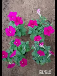 高度10厘米牵牛