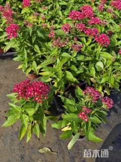 高度15厘米五星花