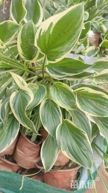 高度40厘米金边玉簪