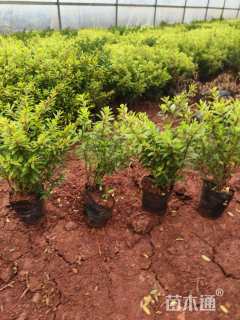 高度15厘米满天星