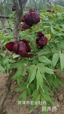 高度120厘米牡丹