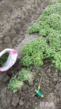 高度30厘米红花酢浆草