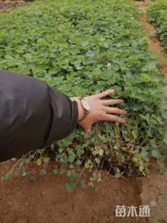 高度10厘米耧斗菜