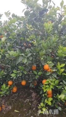 高度180厘米脐橙