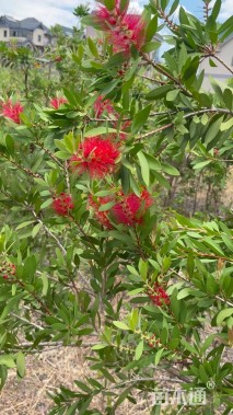 高度230厘米木绣球