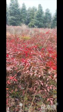 高度50厘米南天竹