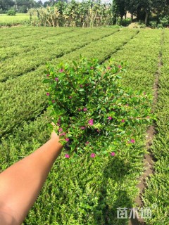 高度15厘米萼距花