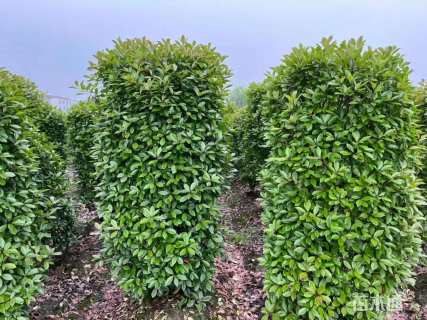 高度140厘米红叶石楠柱