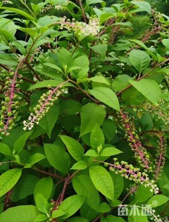 高度25厘米商陆