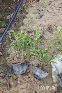 高度30厘米茶梅