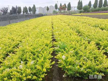 高度35厘米金森女贞