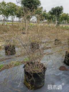 高度100厘米喷雪花