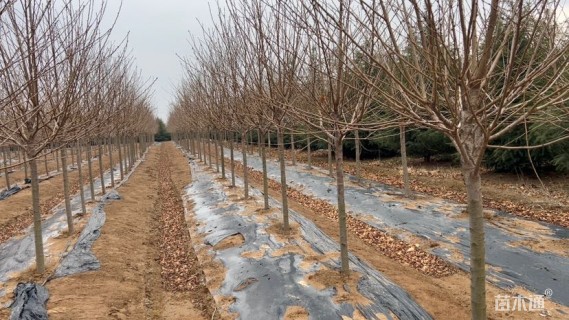 6公分染井吉野樱