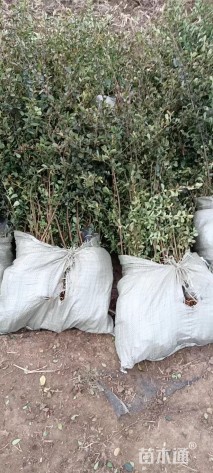 高度40厘米火棘