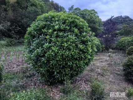 冠幅120厘米桂花球