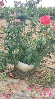 高度60厘米丛生月季